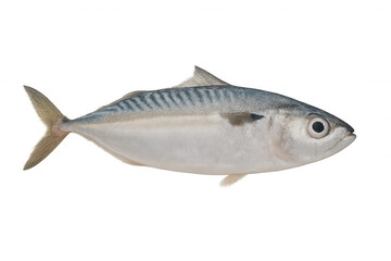 Obraz premium Fresh scomber japonicus fish with silvery-blue body and striped patterns, displaying oceanic seafood rich in omega-3