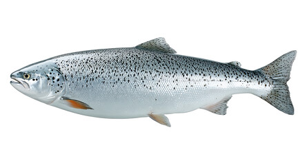 Naklejka premium This is a fresh Atlantic salmon fish with silver body and distinctive black spots, representing a healthy seafood option.