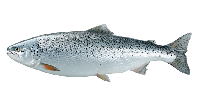 This is a fresh Atlantic salmon fish with silver body and distinctive black spots, representing a healthy seafood option. - Powered by Adobe