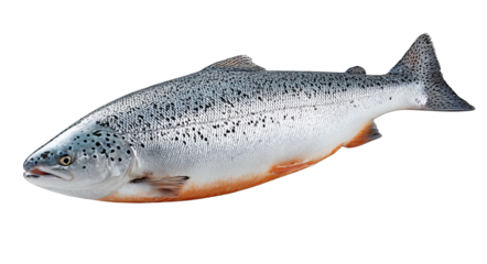 This is a fresh raw salmon fish featuring distinctive spots on its body and an orange belly, representing a healthy seafood option.
