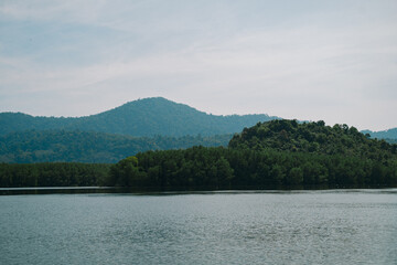 In the tropical forest, a mangrove tree spreads its root deep in the water, blending with the green landscape and showing the raw beauty of untouched nature.