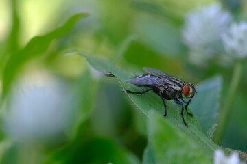 Close-up macro shot of a housefly resting on a green leaf with a soft blurred natural background.