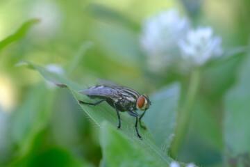 Close-up macro shot of a housefly resting on a green leaf with a soft blurred natural background.