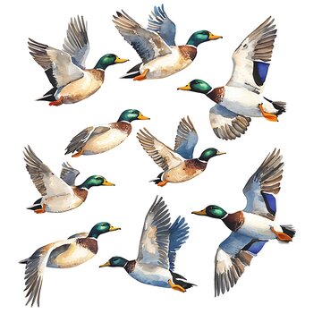 Watercolor painting of flying ducks flock in the sky image