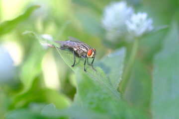 Close-up macro shot of a housefly resting on a green leaf with a soft blurred natural background.