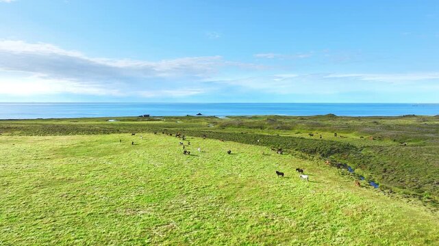 Herd of Horses Grazes in the Endless Fields of Iceland, Pure Northern Nature