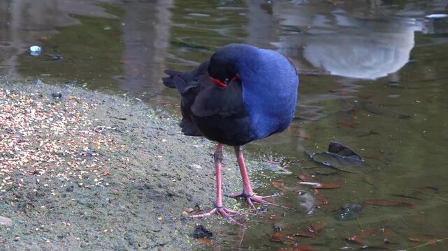 Close up shot of an Australasian swamphen (Porphyrio melanotus) with striking red frontal shield, standing by the lake, preening and grooming its feathers.