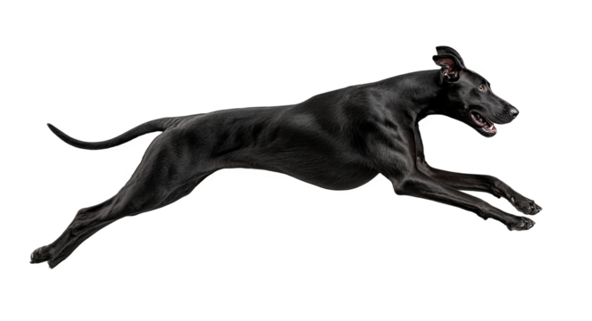 A black greyhound is captured in mid - leap, showcasing its speed and athleticism with mouth open.