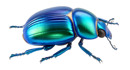 A closeup of a vibrant blue beetle showcasing its iridescent metallic exoskeleton and intricate body details.