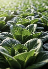 Fresh Romaine Lettuce Leaves Glistening with Morning Dew in a Sunny Outdoor Farm