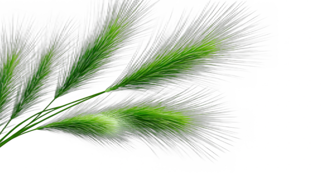 This image features green feather-like plants with delicate structures, showcasing natural botanical details and vibrant greenery.