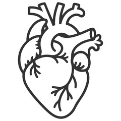Stylized outline drawing of a human heart with visible arteries and veins on a white background