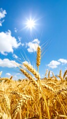 Golden wheat field under a vibrant blue sky (2)