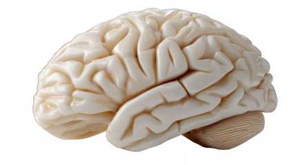 A detailed model of the human brain used for scientific study, showcasing its anatomical structure and neural components.