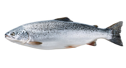 Obraz premium A fresh whole salmon fish with spotted skin, suitable for various cooking methods like grilling, baking, or steaming.