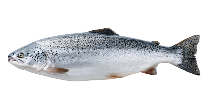 A fresh whole salmon fish with spotted skin, suitable for various cooking methods like grilling, baking, or steaming.