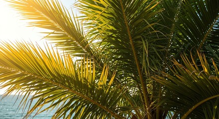 Fototapeta premium Tropical Palm Trees Sunlit Scene Near Ocean Coast