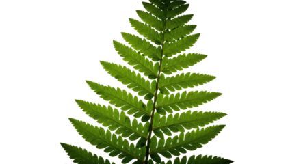 A detailed closeup of a vibrant green fern frond against a white background 3.