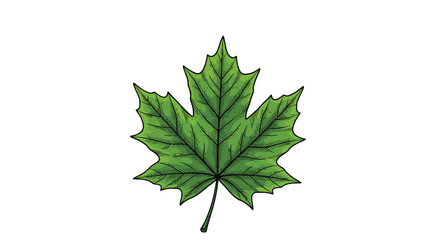 Green maple leaf illustration with detailed veins on a white background.