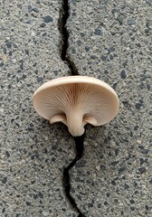 Mushroom Growing Through Cracked Concrete Surface in Nature