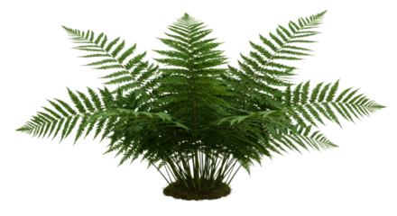 A lush green fern plant with delicate fronds spread wide 1.