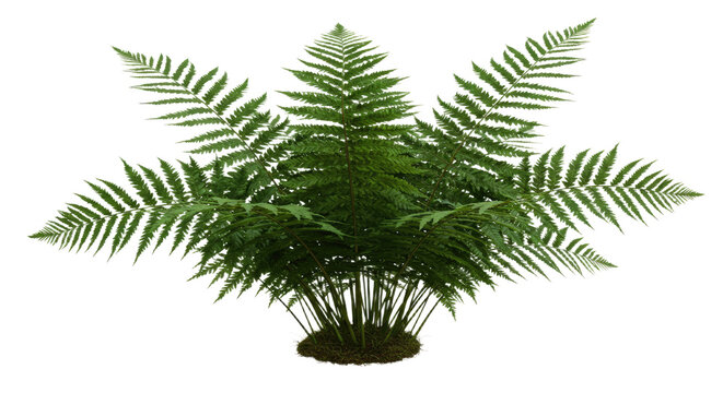 A lush green fern plant with delicate fronds spread wide 1.