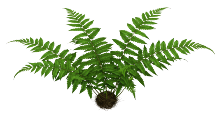 A lush green fern plant with delicate fronds spread wide.
