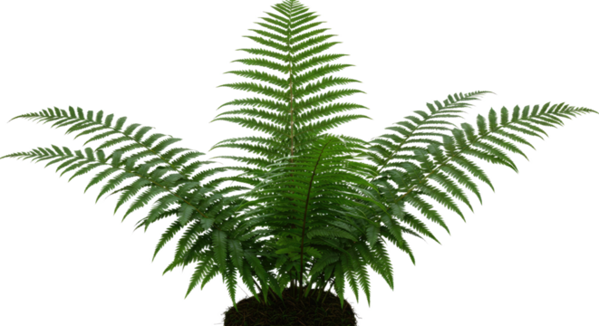 A lush green fern plant with delicate fronds.