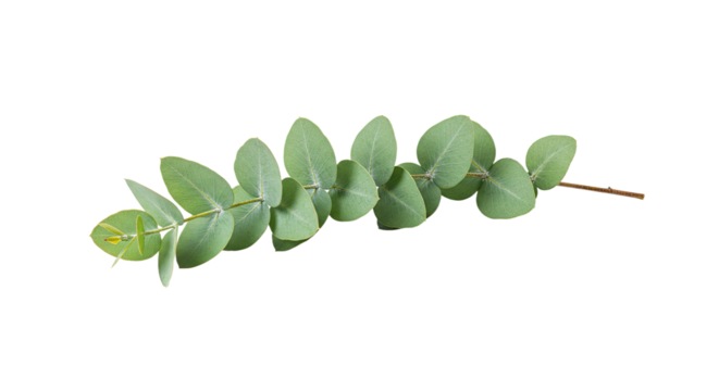 A single branch of eucalyptus leaves with a white background.