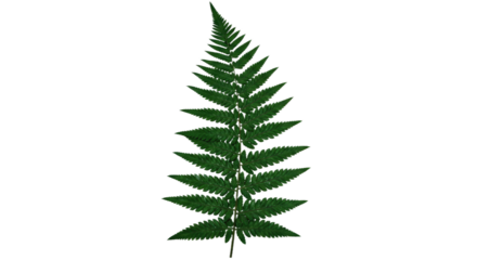 A single dark green fern frond isolated on a white background.