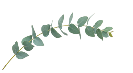 A single eucalyptus branch with oval leaves on a white background 1.