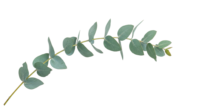 A single eucalyptus branch with oval leaves on a white background 1.