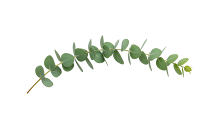 A single eucalyptus branch with round green leaves 1.