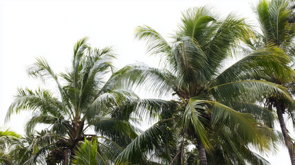 Fototapeta premium bark. Tropical coconut trees with distinct textures, isolated for a crisp botanical focus. gardening catalogs, home-decor guides, designed for home decor and floral branding, used by clinicians.
