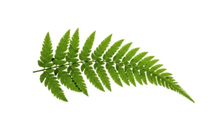 A single green fern frond isolated on a white background 4.