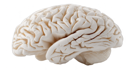 A highly detailed 3D representation of a human brain used for scientific research and educational purposes.