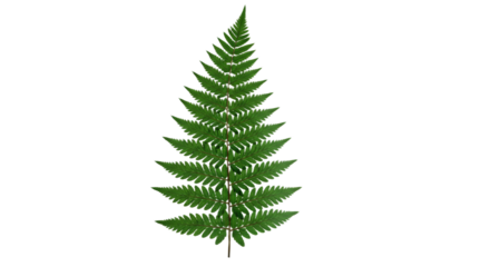 A single green fern frond isolated on a white background 3.