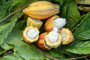 Ripe cocoa pods or Theobroma cacao split open, showing the ripe and fresh cocoa pods, top of view of fresh cocoa pods split open
