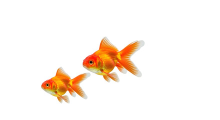 Beautiful vibrant orange goldfish swimming pair for pet, hobby, and aquatic themes isolated PNG with Transparent Background