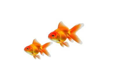 Beautiful vibrant orange goldfish swimming pair for pet, hobby, and aquatic themes isolated PNG with Transparent Background