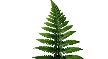 A single green fern frond isolated on a white background 6.