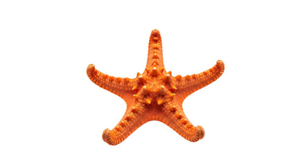 Vibrant orange starfish or sea star marine life for tropical and coastal themes isolated PNG with Transparent Background