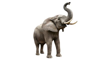 Obraz premium Powerful African bull elephant raising its trunk high, wildlife animal photography subject isolated PNG with Transparent Background