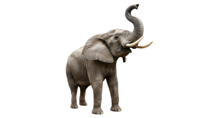 Powerful African bull elephant raising its trunk high, wildlife animal photography subject isolated PNG with Transparent Background