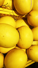 Yellow Melons in Market Basket Bright Fresh Fruit Display