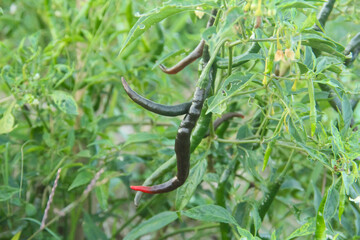 Curly red chili or capsicum annum l, a fertile curly red chili plant that produces fruit at different levels of maturity