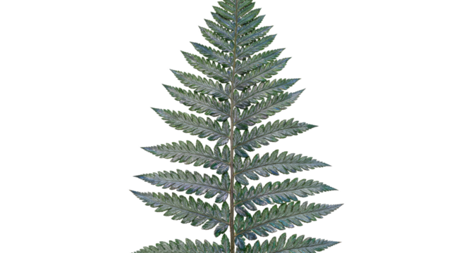 A single green fern frond isolated on a white background 18.