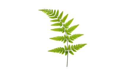 A single green fern frond isolated on a white background 21.