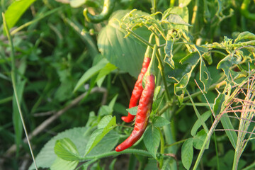 Red chilies or Capsicum Annum L that are ripe on the tree and ready to be harvested by farmers