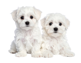 Fluffy White Maltese Puppies with Different Poses – Isolated on Transparent Background